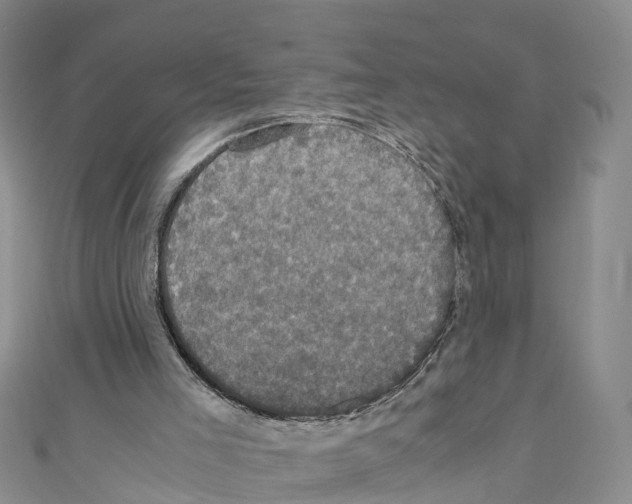 X0000110710005200907241155