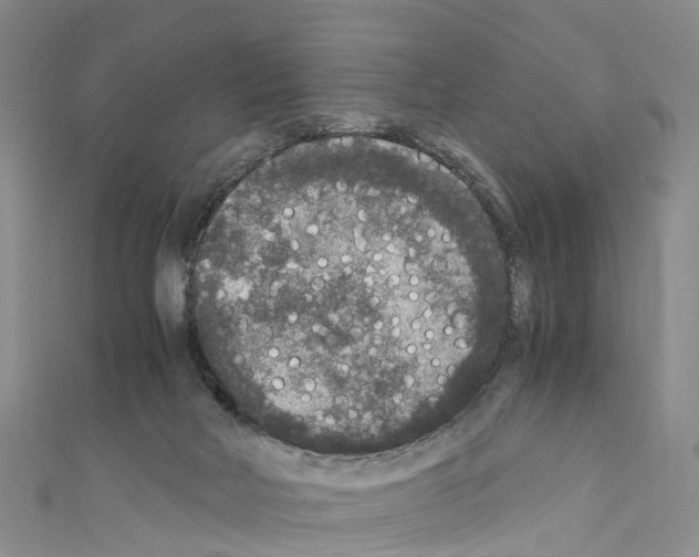 X0000110710026200907241155