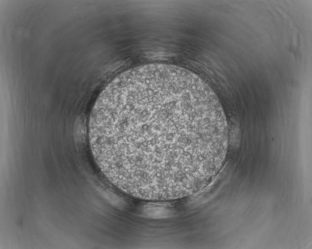 X0000110710179200907241153