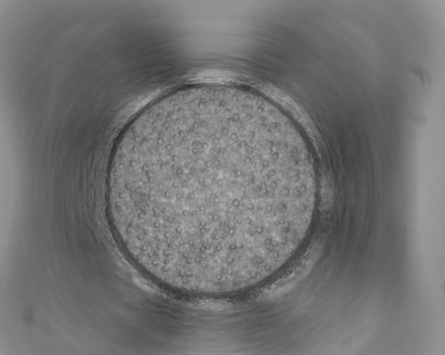X0000110710529200907241147