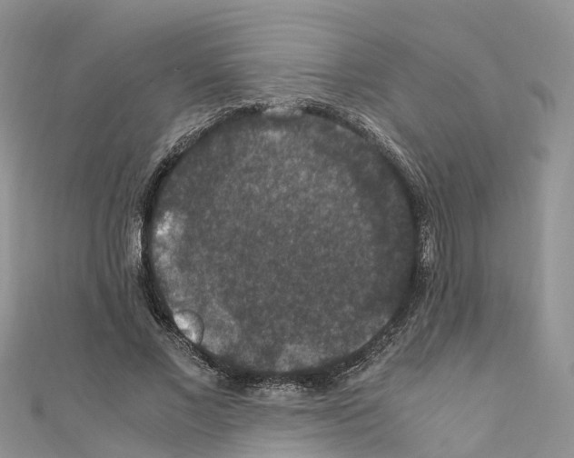 X0000110710685200907241146