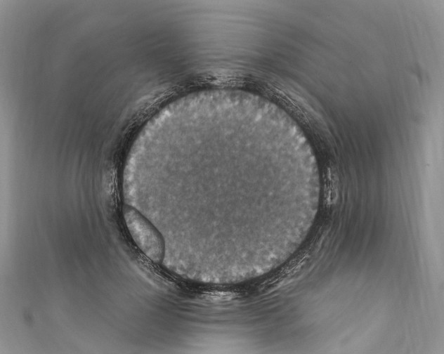 X0000110710748200907241145