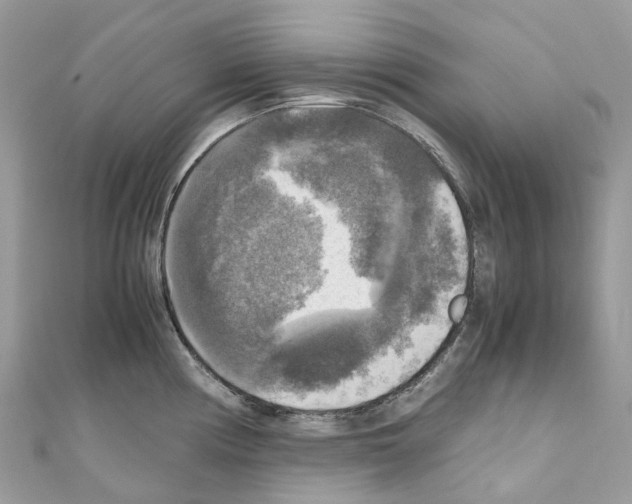 X0000110711194200907241139
