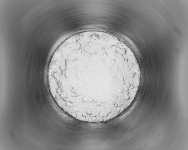 X0000110711196200907241139