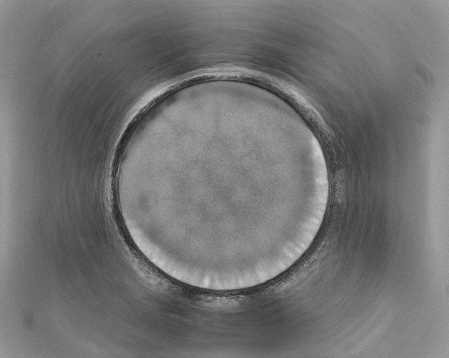 X0000110711229200907241139