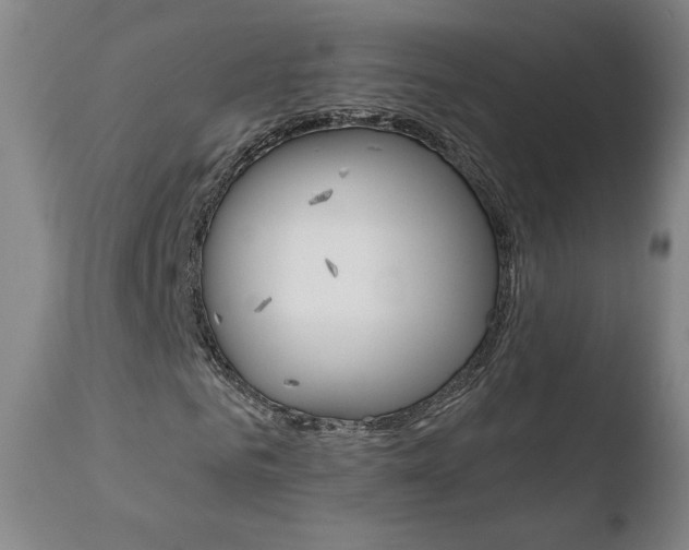 X0000110720961200906121243