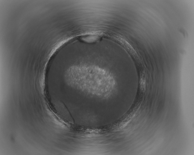 X0000110720484200906191509