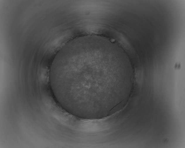 X0000110720029200906261506