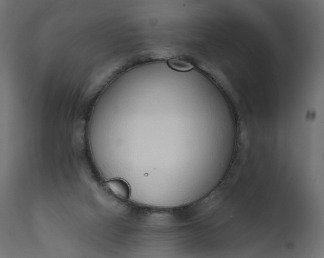 X0000110720066200906261505