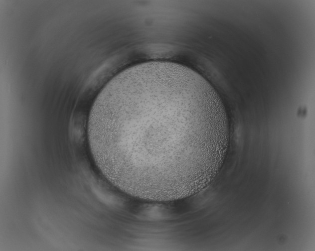 X0000110720074200906261505