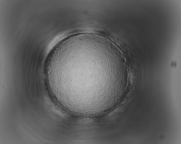 X0000110720198200906261503