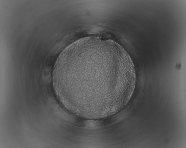 X0000110720273200906261503