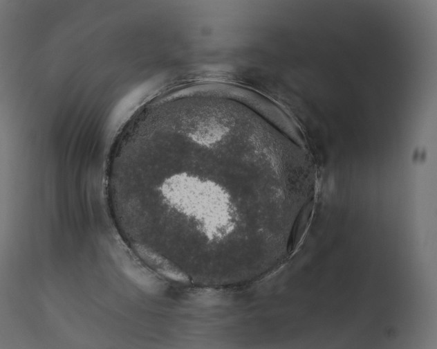 X0000110720293200906261502