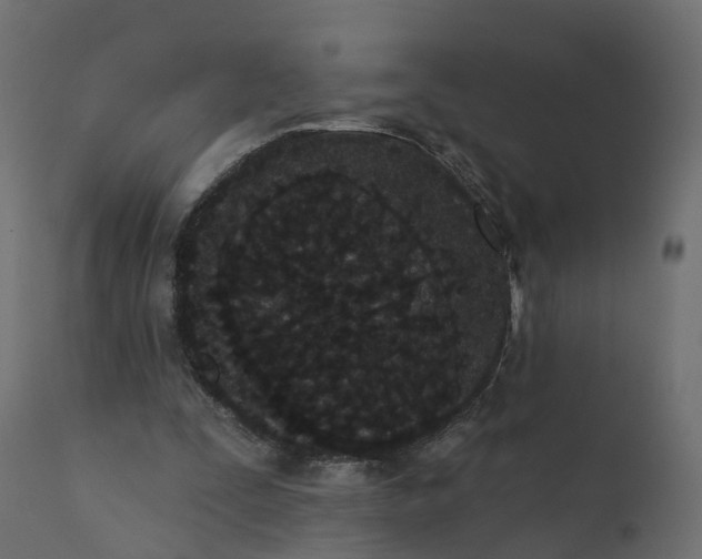 X0000110720295200906261502