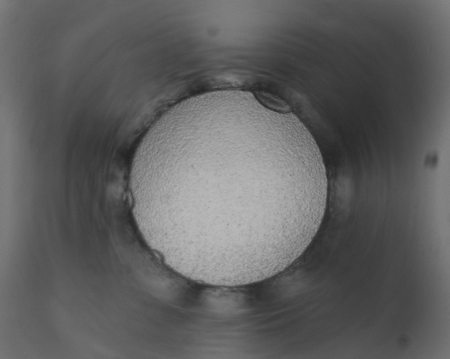 X0000110720331200906261501