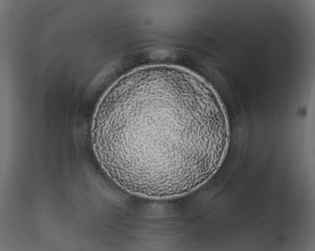 X0000110720375200906261501