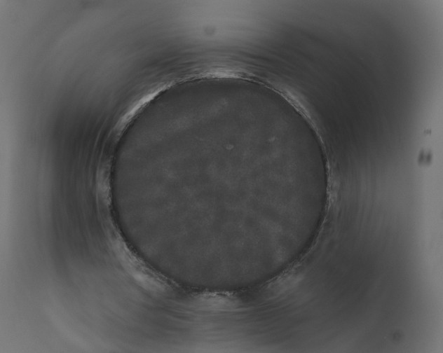 X0000110720386200906261500