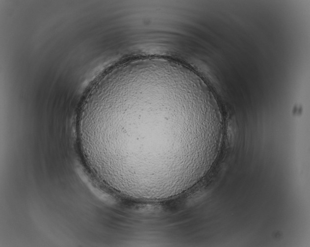 X0000110720398200906261500