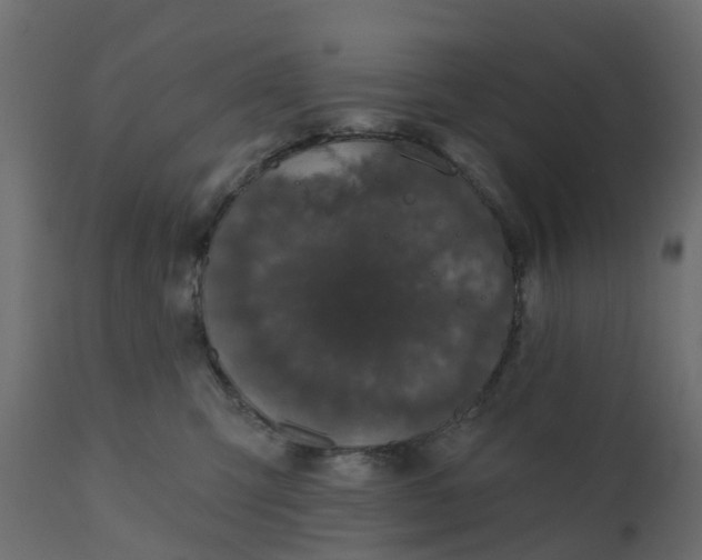 X0000110720423200906261500