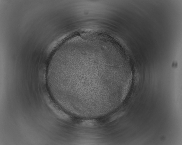 X0000110720446200906261459