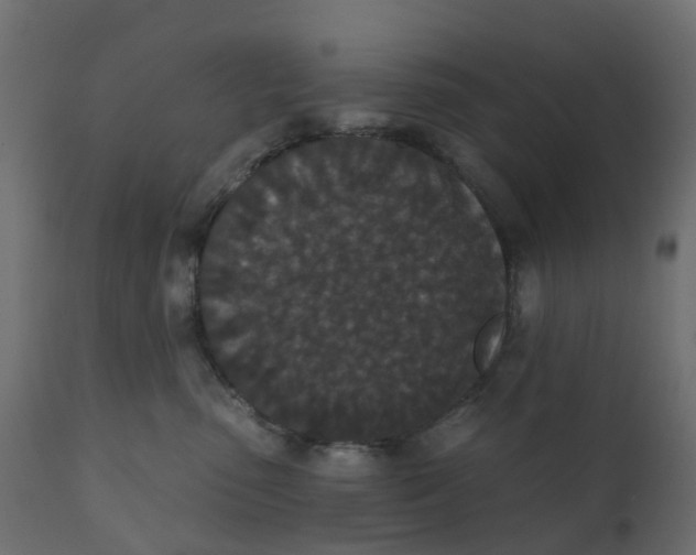 X0000110720475200906261500