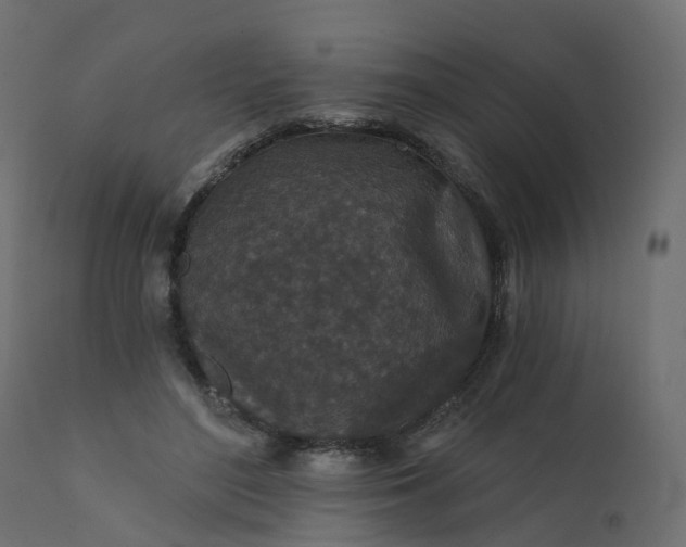 X0000110720500200906261459