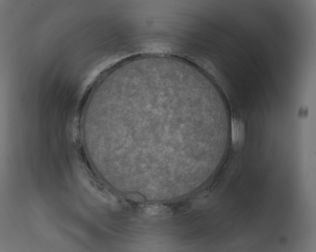 X0000110720579200906261458