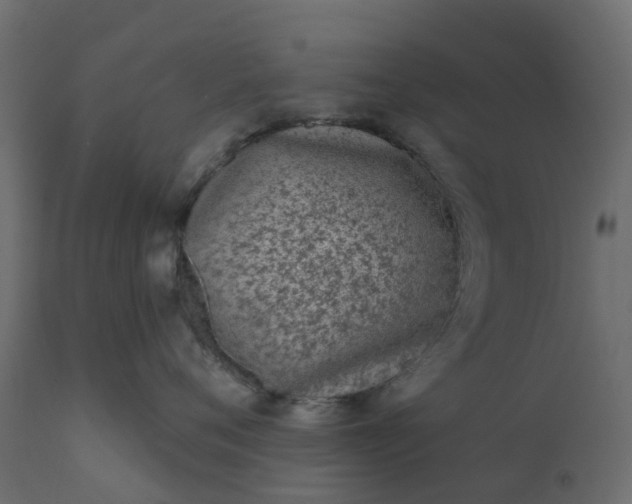 X0000110720720200906261455