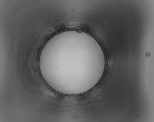 X0000110720817200906261453