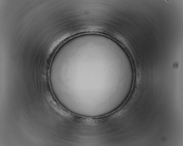 X0000110720827200906261453