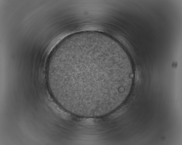 X0000110720828200906261453