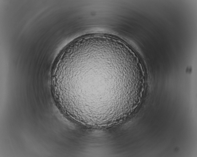 X0000110720839200906261454