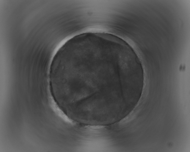 X0000110720864200906261454