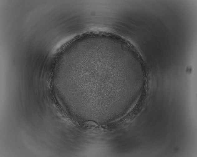 X0000110720919200906261452