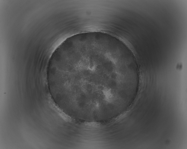 X0000110721023200906261450