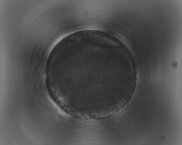 X0000110721024200906261450