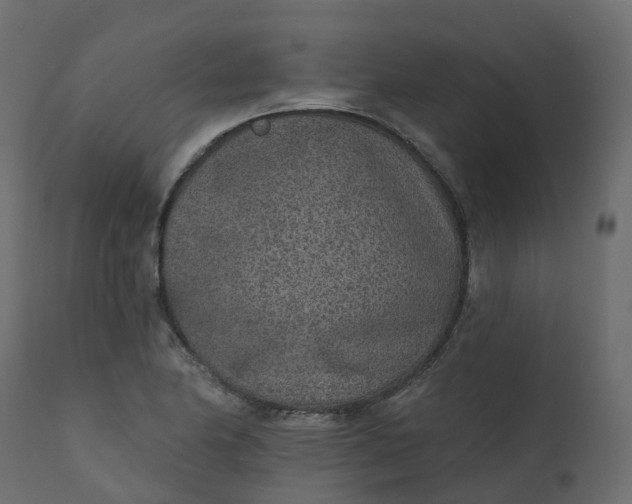 X0000110721174200906261448