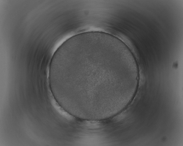 X0000110721198200906261448