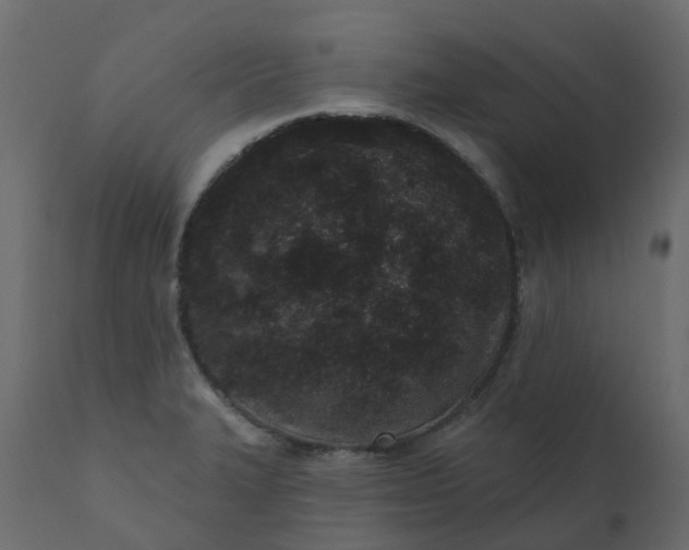 X0000110721327200906261446