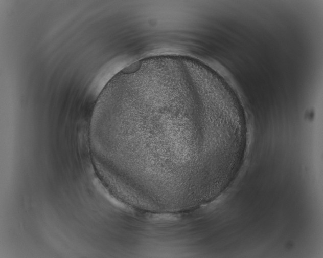 X0000110721337200906261446