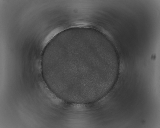 X0000110721362200906261446
