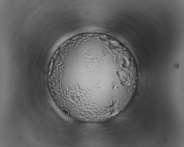 X0000110721429200906261445