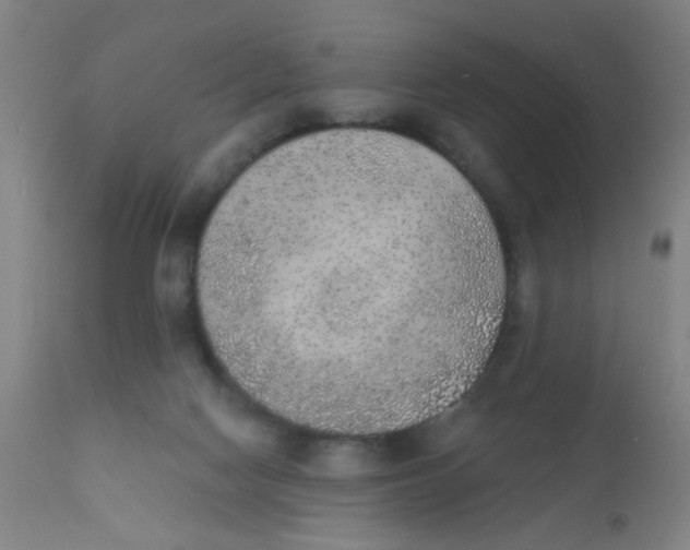 X0000110720074200907022056