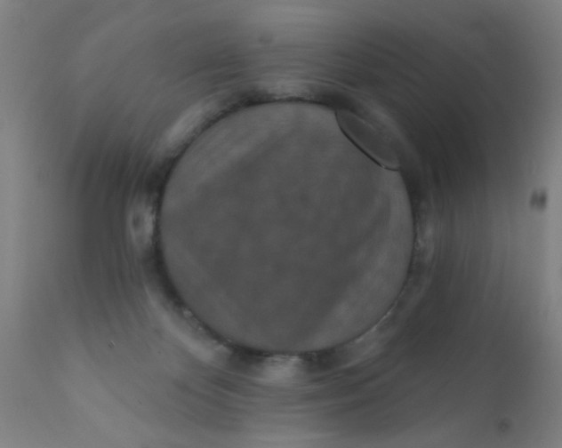 X0000110720124200907022055