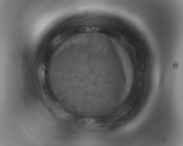 X0000110720194200907022054