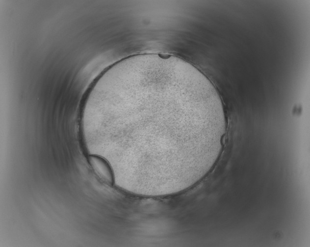 X0000110720290200907022053