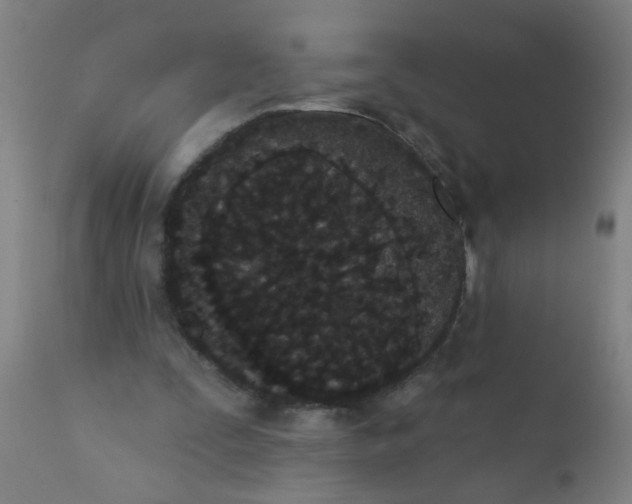 X0000110720295200907022053