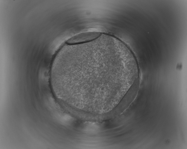 X0000110720297200907022053