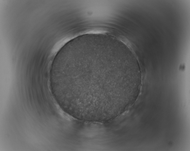 X0000110720337200907022052