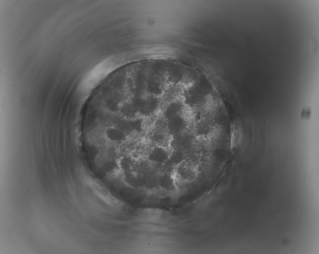 X0000110720339200907022052